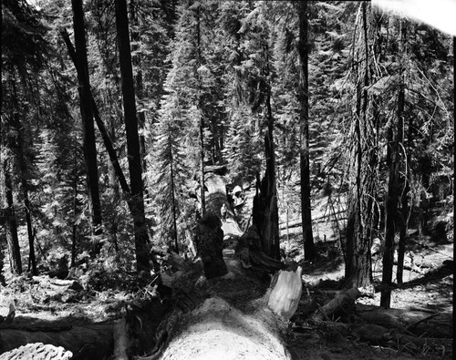 Fallen Giant Sequoias, Fallen sequoia across Cognress Trail