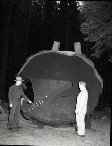 Giant Sequoia Sections, Giant Forest, Museum (Cammack and Mauger)