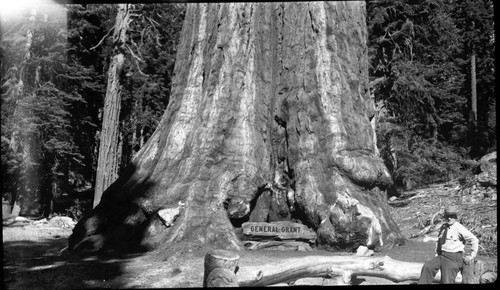 General Grant Tree, NPS Individuals, Signs. Dan Tobin at base of tree