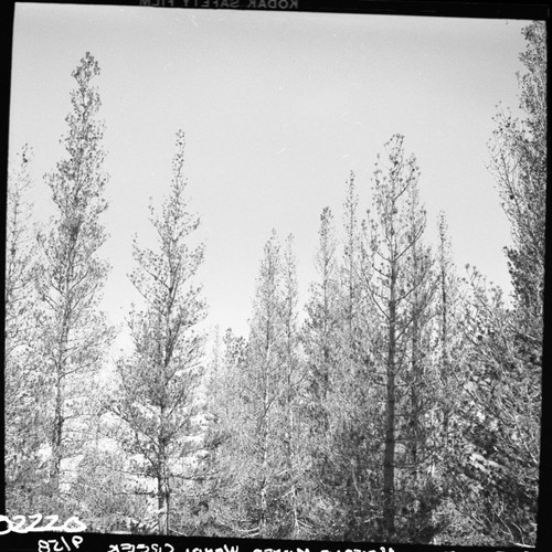 Blights, Misc. Insects, Needle Miner infestation. Lodgepole Pine Forest Plant Community