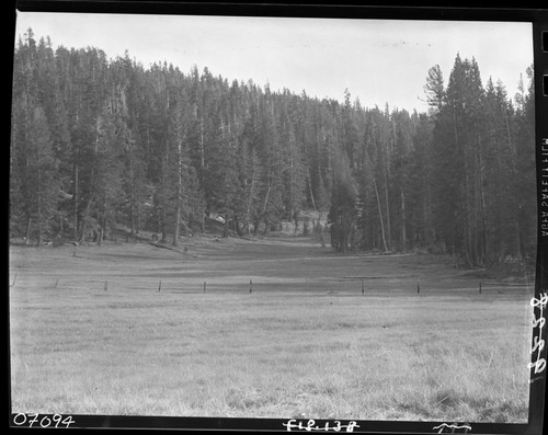 Misc. Meadows, Meadow studies, in the Rowell Meadow Allotment, but just outside park boundary. Lodgepole Pine Forest Plant Community