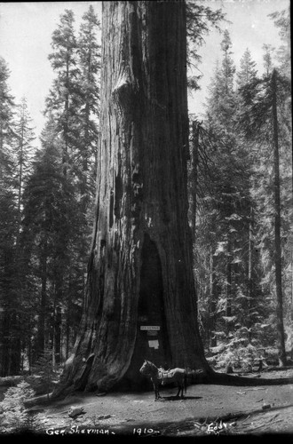 General Sherman Tree, horse by tree