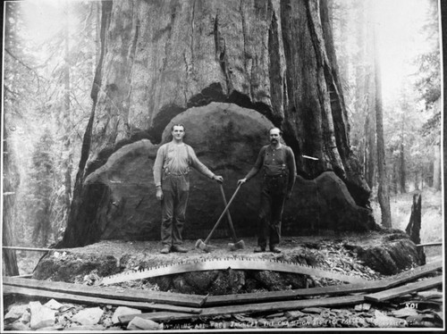 Historic Individuals, Logging, Fred Jarrett (Dinuba) and Bill Mills, champion Millwood sawer on Mark Twain Tree