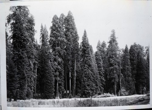 Giant Sequoia, Round Meadow