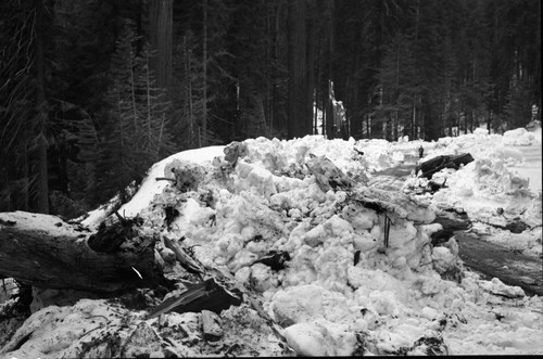 Record Heavy Snows, Fallen Giant Sequoias, Fallen sequoia in Lost Grove, fell during February snows, made a good trench in pavement, broke into many pieces