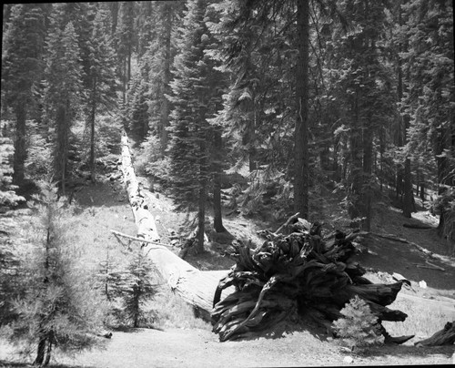 Giant Sequoias, small meadow south of Giant Forest Amphitheater. Remarks: See also negative number 01896 for comparison with 1912