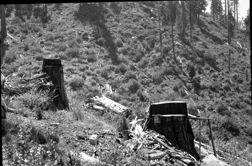 Logging, Redwood Mountain Grove