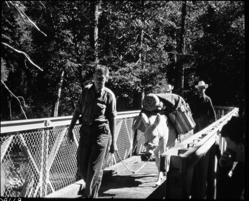 Stock Use, Bridges, Burro Party crossing South Fork on bridge at Junction of Kings and Bubbs Creek trails