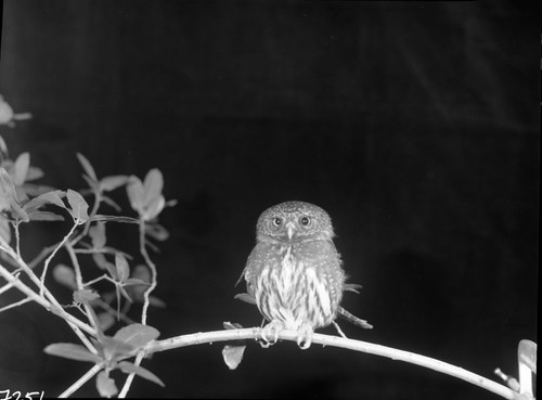 Owls, Northern Pygmy Owl. Hit by car, broken wing and dysfunction in right eye