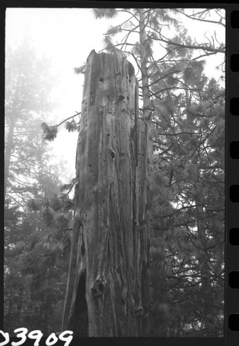 Aborglyphs. Witness Tree. Near Camp Conifer