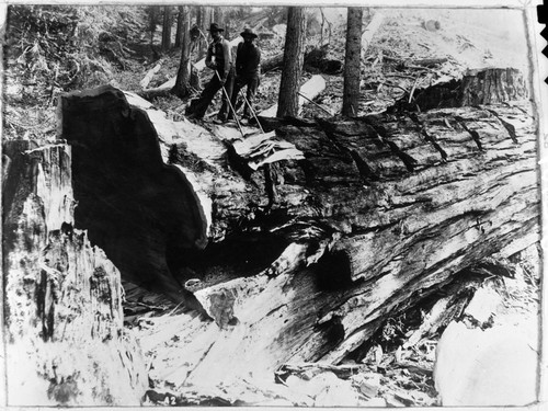 Converse Basin, Logging, Cutting sections in sequoia tree