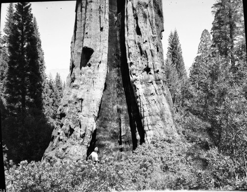 Boole Tree, Fire scarred base