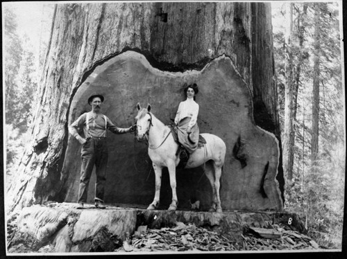 Logging, Group portrait at Millwood logging site. Early 1900's. Misc. Groups. Woman on horse