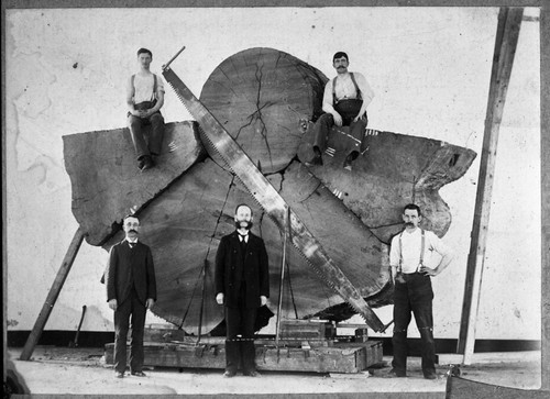 Unknown, Unknown, Washington DC, Exhibits, Giant Sequoia Sections. Men reassembling a section of the Mark Twain Tree for exhibit at American Museum of Natural History. S David Dill in the center, dark