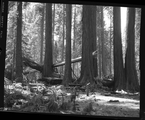 Hazard Trees, No. M-12 fell at 2pm striking No. 39 at Hazelwood picnic area