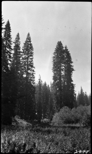 Crescent Meadow, Montane Meadow Plant Community