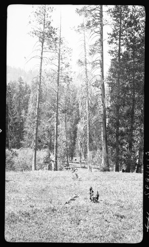 Meadow studies, Cahoon Meadow Plot, #614. Type Map