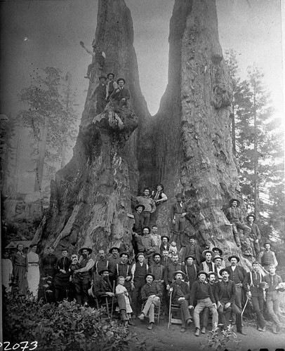 Giant Sequoia Stumps, Misc. Groups, Burnt Monarch, group photo