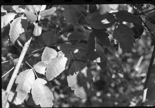 Misc. Plants, Poison Oak