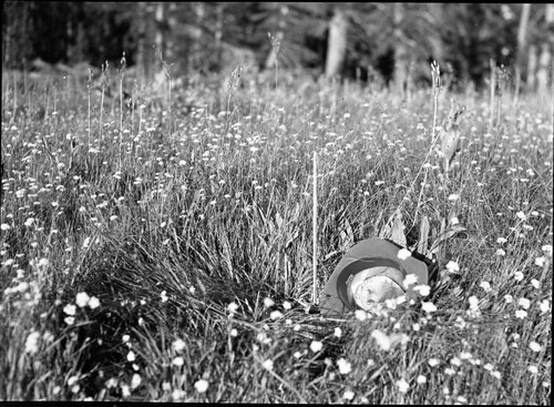 Meadow studies, detail of forage shown in 06706. Montane Meadow Plant Community. Average height 18 - 19." Ruler = 17."