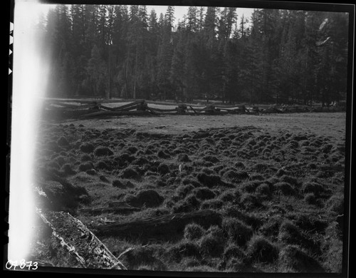 Meadow Studies, trampled sod. Field notebook pg 1092. Crop on left