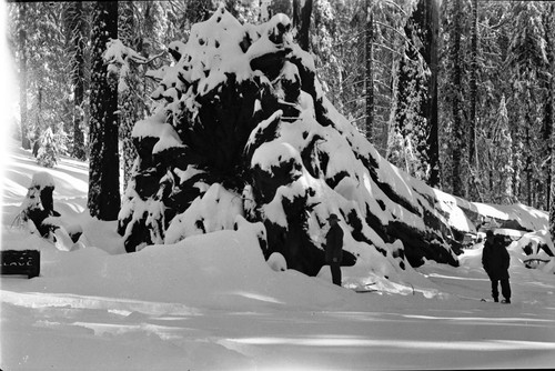 Fallen Giant Sequoias, Puzzle Corner Tree. Ford Spiegelmyre on right