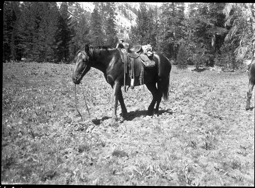 Meadow studies, Stock use, trail crossing in Mopping Board Meadow, this destroys a fair share of feed annually