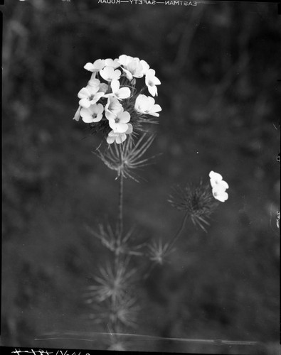 Misc. plants, Linanthus (white with gold center)