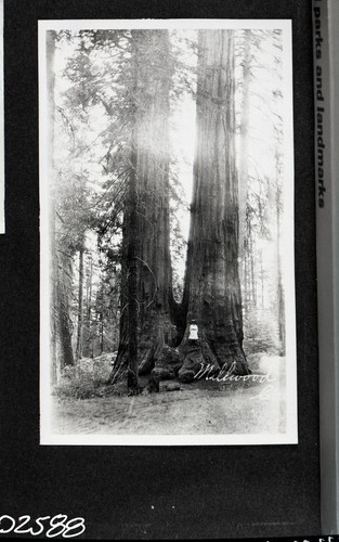 Miscellaneous Named Sequoias, Twin Sisters