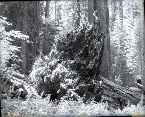 Fallen Giant Sequoias, Hazelwood picnic area fallen giant sequoias