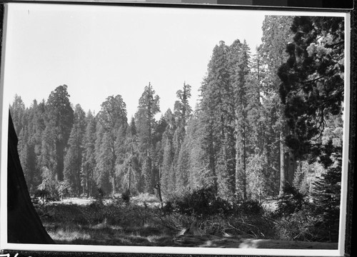 Misc. Meadows, Round Meadow, Giant Sequoias