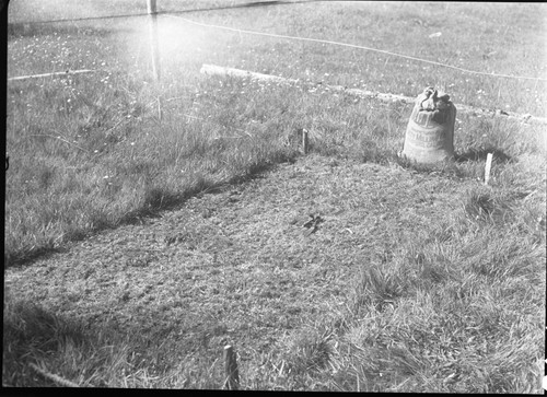 Meadow Studies, Plot #1 after cutting, showing the sacked grass and area taken to ground surface understory of moss and clover. Research Plots