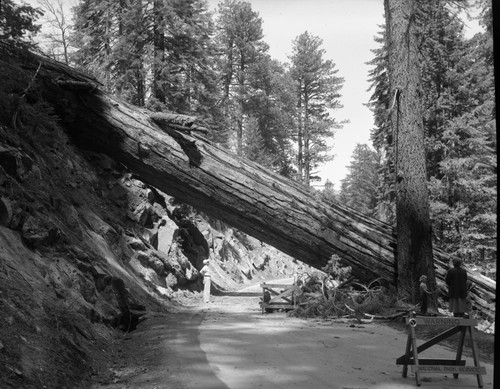 Fallen Giant Sequoias, Giant sequoia with fell across Generals Highway near Buena Vista Point, April 21, 1953