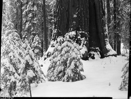 General Grant Tree, base of tree in snow. Giant Sequoia Winter Scenes