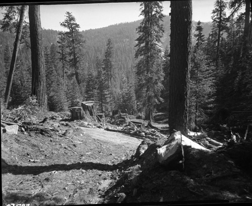 Dillwood, Logging, Cut-off area at Dillonwood