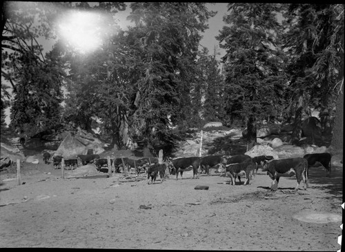 Grazing, Leaders of Running N leave west Rowell Gate. Light leak