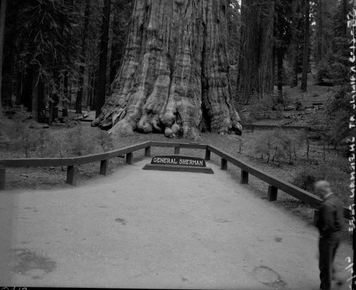 Buildings and Utilities, Railing at Sherman Tree