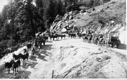 Logging, Hauling scenes at Millwood, early 1900's