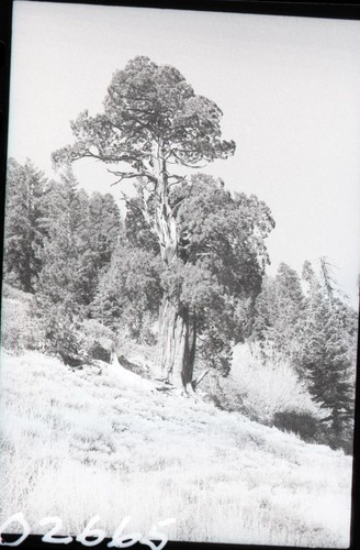 Western Juniper. Eagle Lake Trail, Mineral King at elevation of 8100 ft