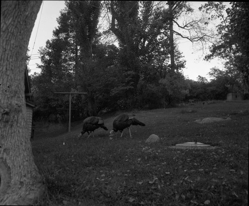 Misc. Birds, Turkeys planted outside park and moved in. Of four males and one female, only two remain alive