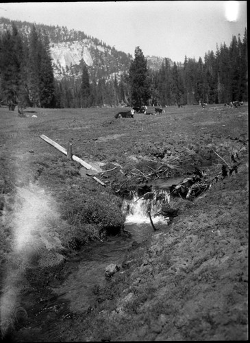 Meadow studies, contrast this dam to no. 06951. Bank here sloping and not too abrupt. Fig. 145 Armstrong Report. Misc. Resource Management Concerns Grazing