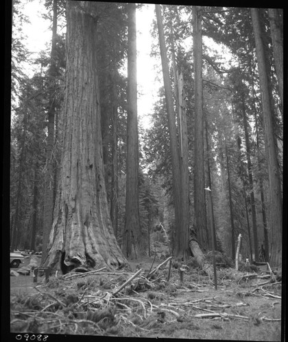 Hazard Trees, No. 47 fell Aug. 9 at 0945 am striking tree No. 41 at Hazelwood picnic area