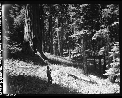 Misc. unnamed Sequoias, Tornado Creek Grove