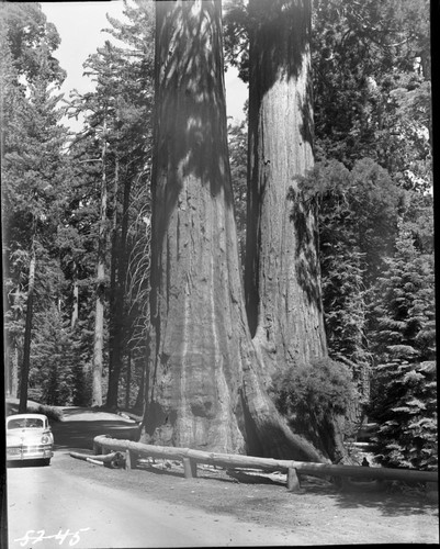 Misc. Named Giant Sequoias, Twin Trees