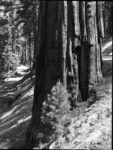 Young Giant Sequoias, Along Generals Highway