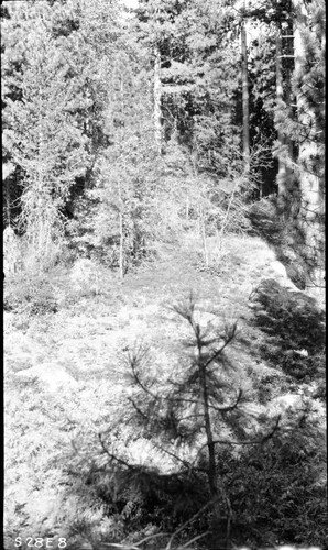 High Sierra Trail Investigation, typical scene 6500' east of Sugar Bowl Dome. Mixed Coniferous Forest