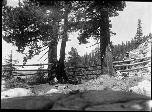 Meadow studies, grazing, drift fence just made in Box Canyon 4 mi. up from Sugarloaf Creek crossing. 70 head put up here July 10. Should put up 25-30, if that many, all season