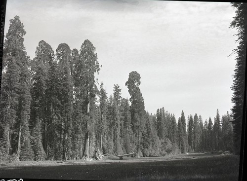 Crescent Meadow, view from the north. Giant Sequoias