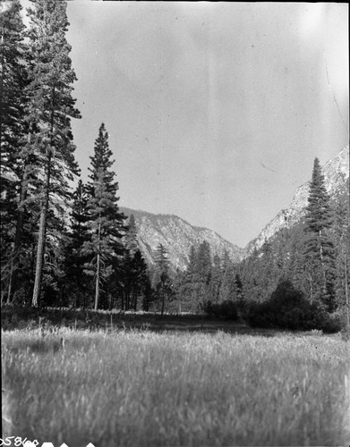 Simpson Meadow, Montane Meadow Plant Community