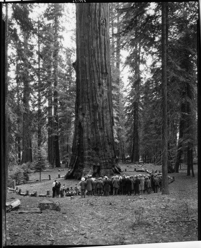 Misc. Groups, California Section American Insitute of Mining and Metallurgical Engineers. At the General Sherman Tree. [8x10 print]